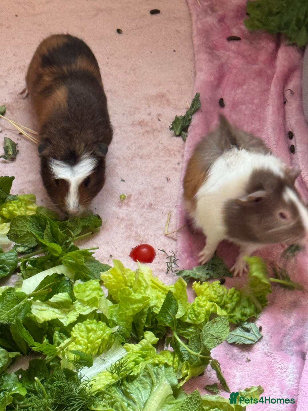 Guinea Pig rodents for sale: 3 bonded males 5 weeks old  - Image 18