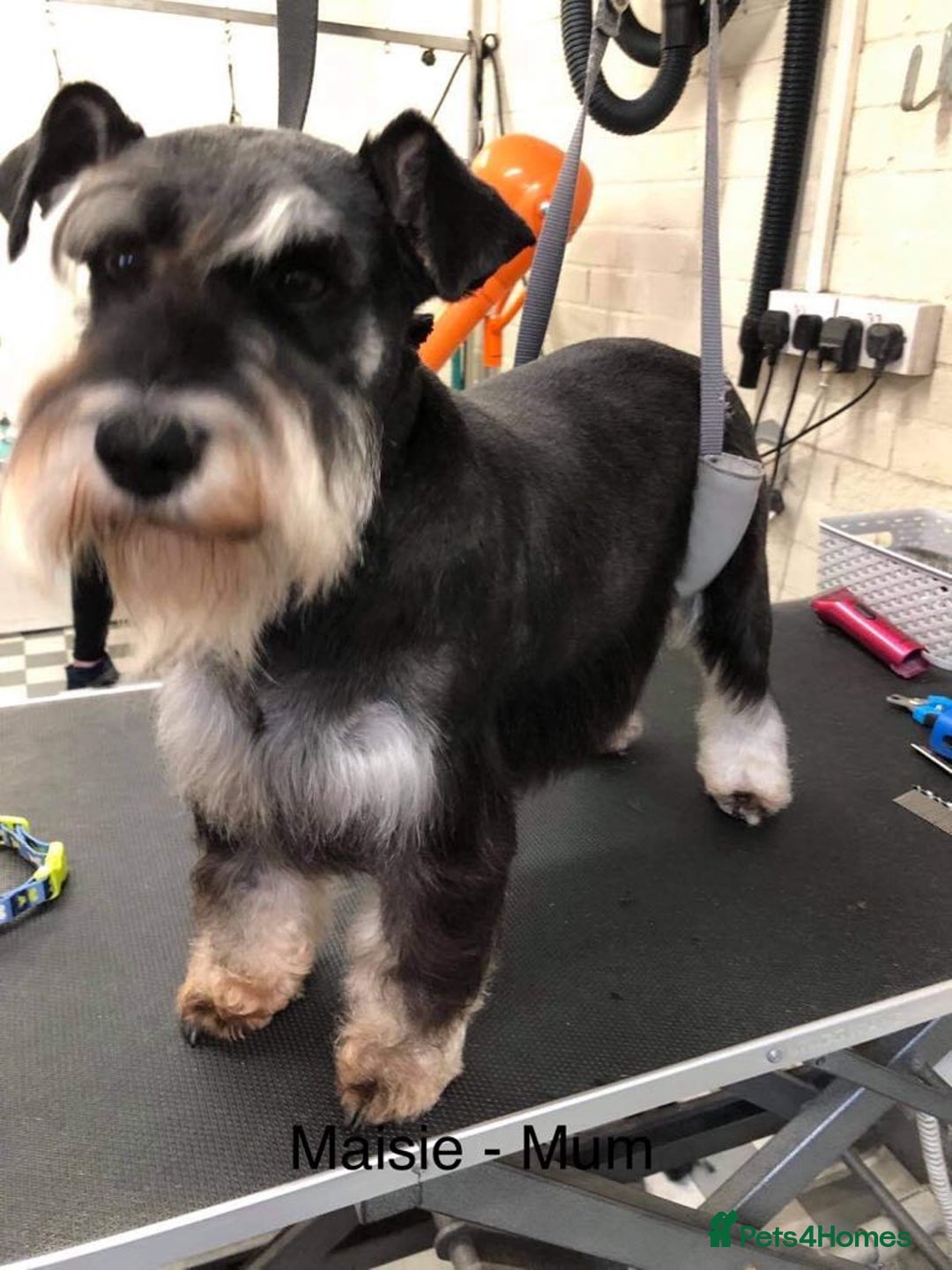 Miniature Schnauzer dogs for sale: Miniature Schnauzer Puppies KC/BVA/MAC Tested - Image 24