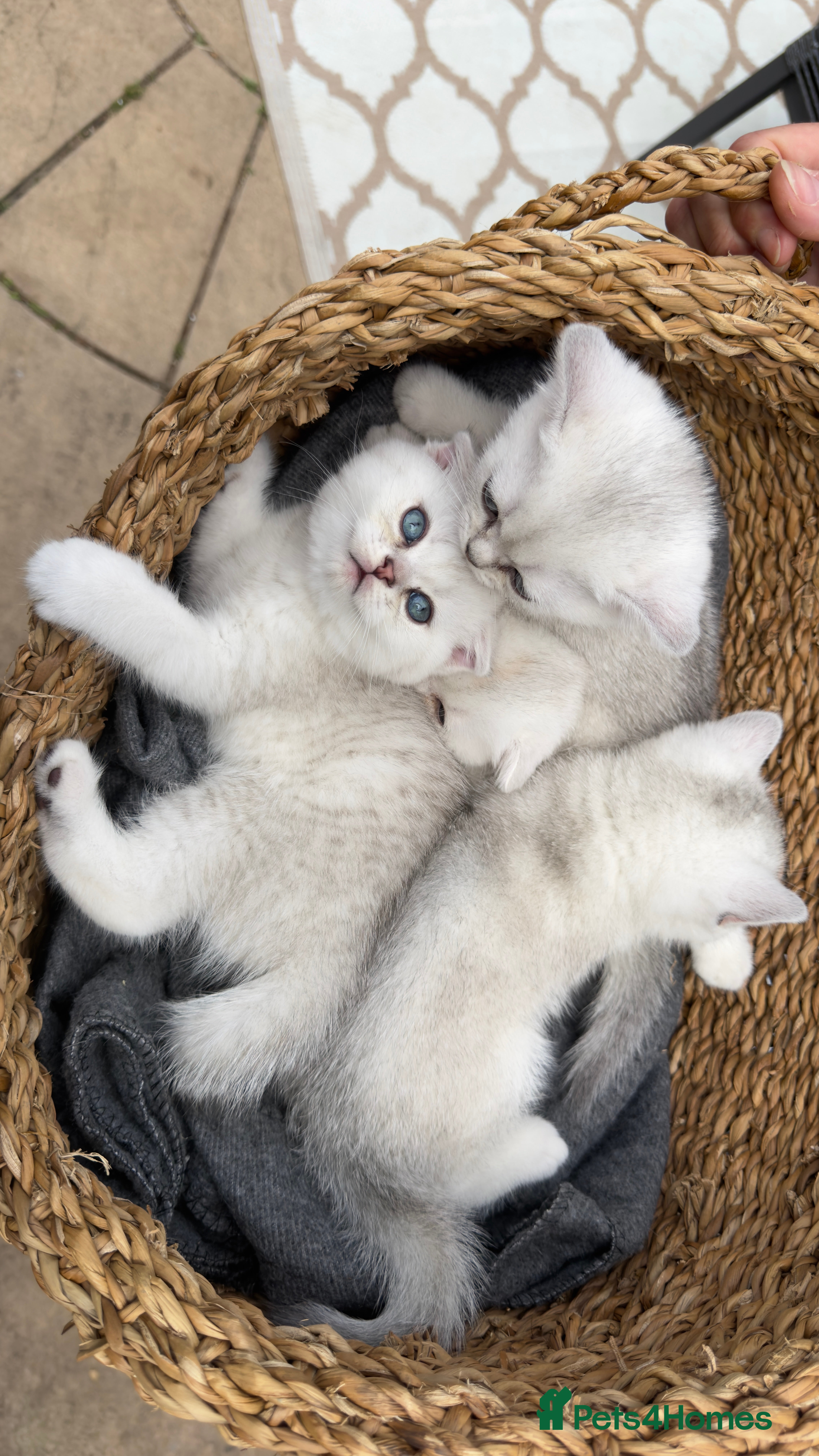 Scottish Fold cats for sale: Rare White Scottish Fold Kittens With Blue Eyes🩵 - Advert 16