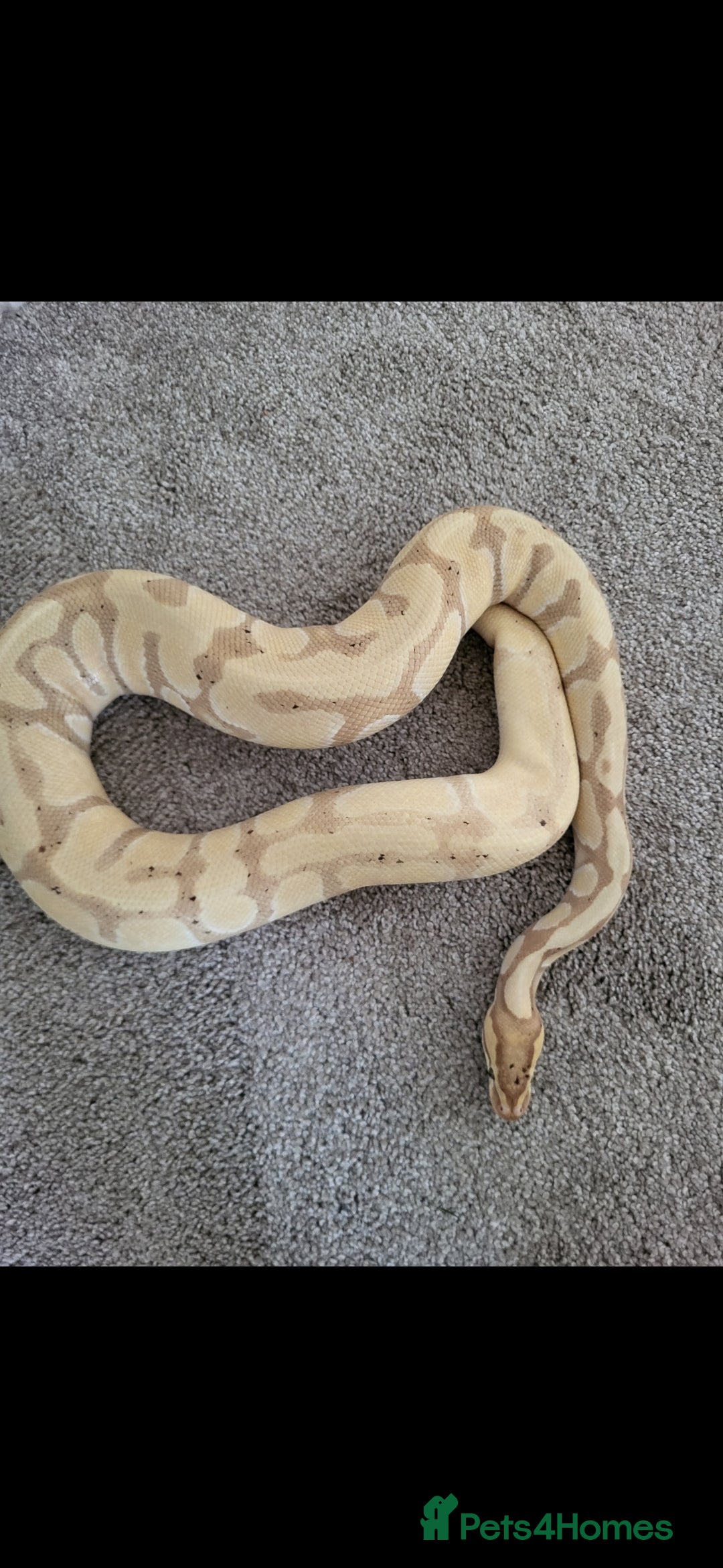 Python Snake reptiles for sale: Banana, enchi cinnamon het clown - Image 3