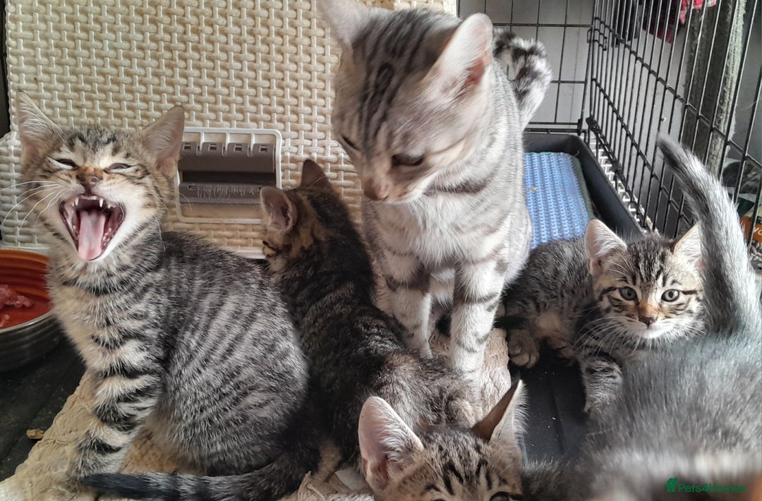 Bengal cats for sale: Bengal cross kittens - Image 2