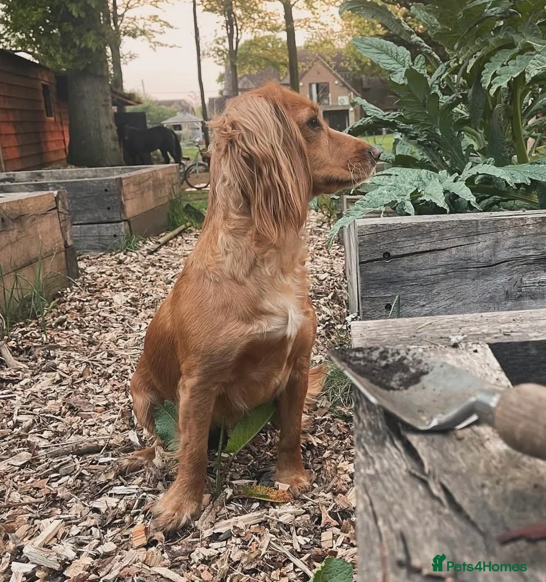 Cocker Spaniel dogs for sale: Beautiful 3 year old Working Cocker Spaniel Bitch - Advert 3