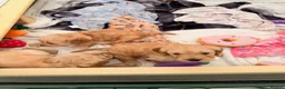 Cockapoo dogs for sale: Beautiful Cockapoo Puppies – £1,500 each - Advert 18