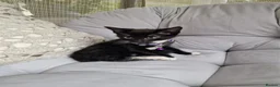 Domestic Shorthair cats for sale: Friendly, cute kittens ready for new homes - Advert 10