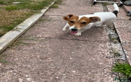 Jack Russell dogs for sale: Looking for a loving home for Jacko - Image 4