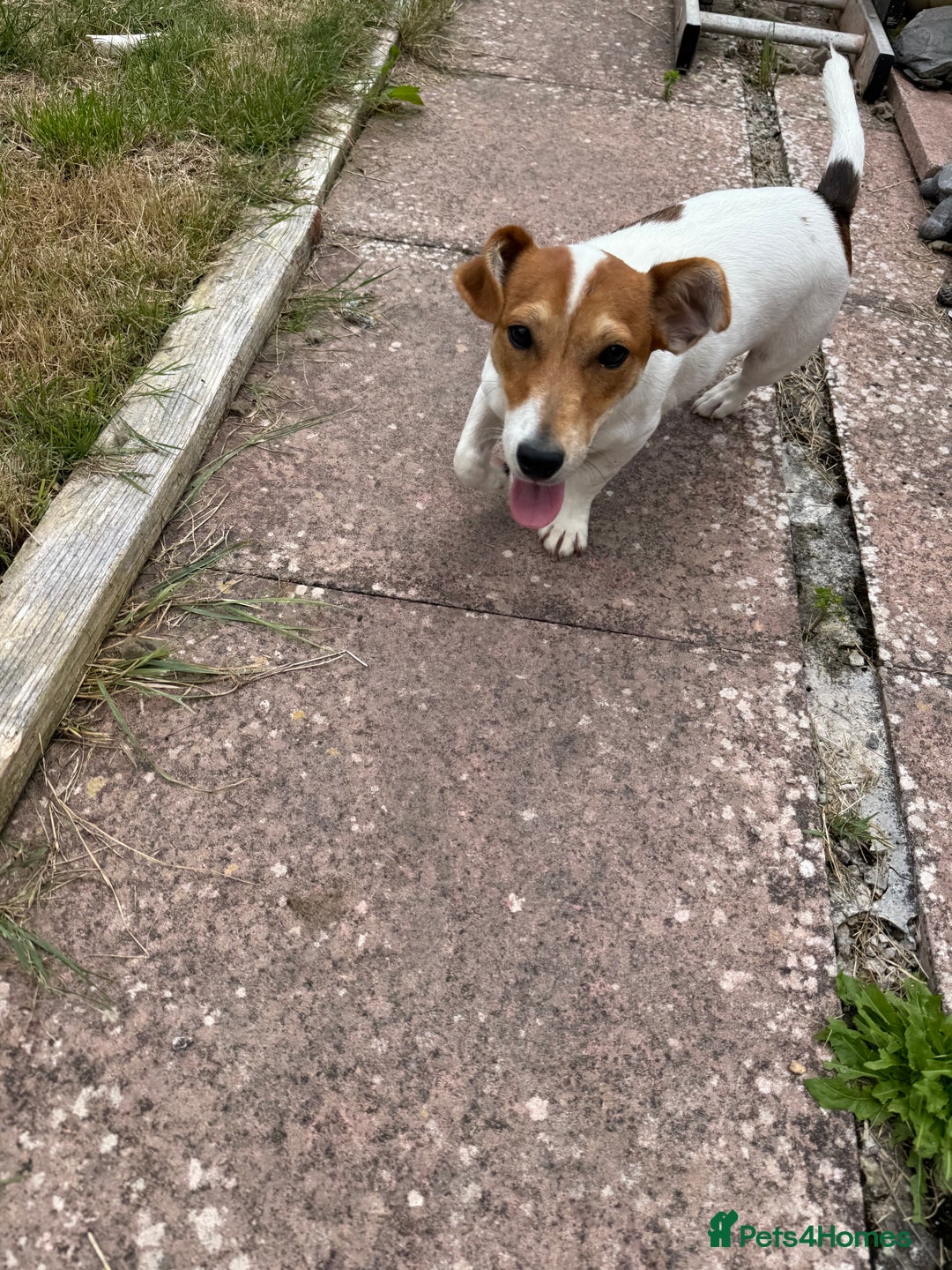 Jack Russell dogs for sale: Looking for a loving home for Jacko - Image 4