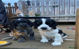 Cocker Spaniel dogs for sale: Show cocker spaniel pups  - Image 20