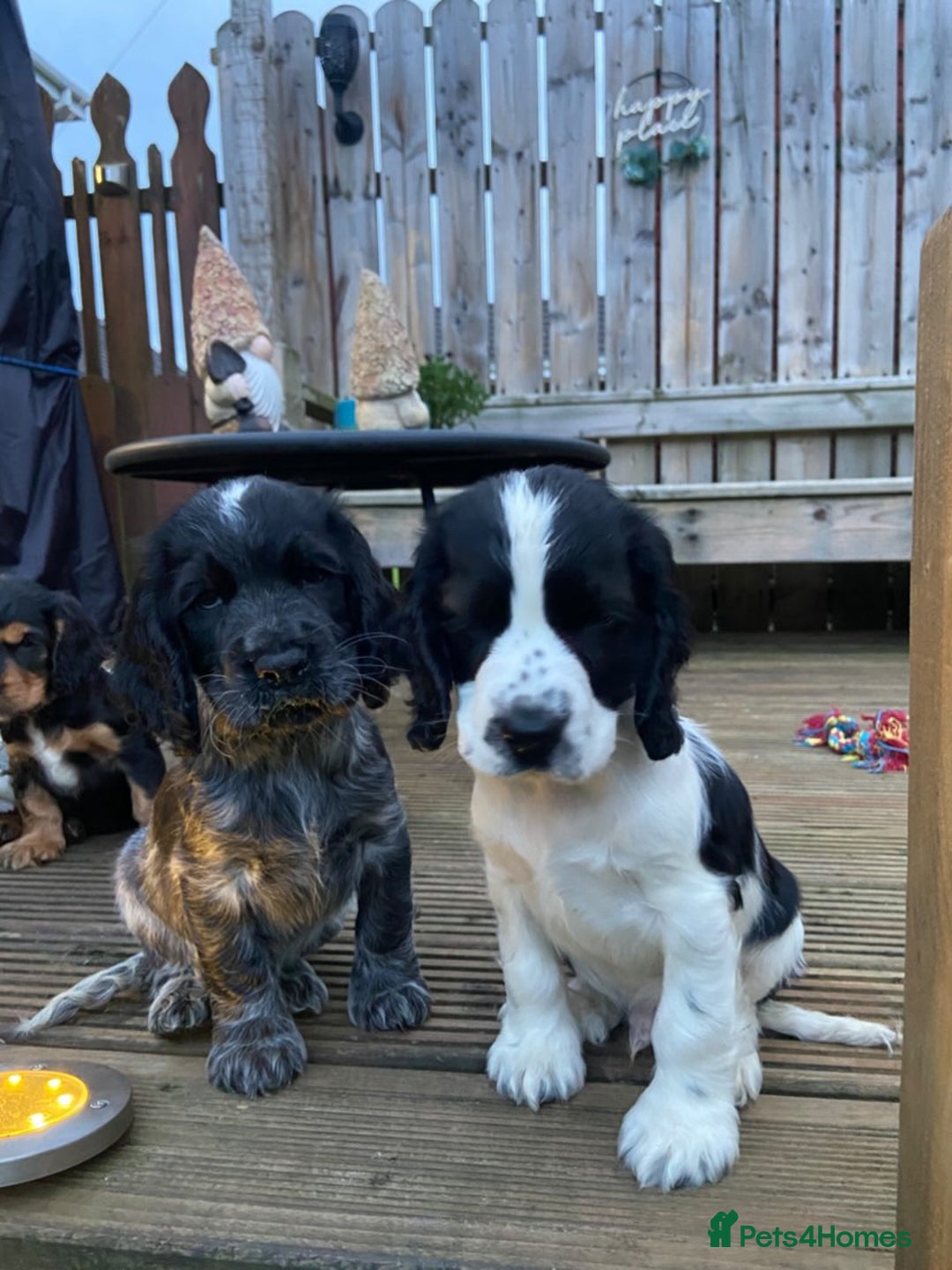 Cocker Spaniel dogs for sale: Show cocker spaniel pups  - Image 20