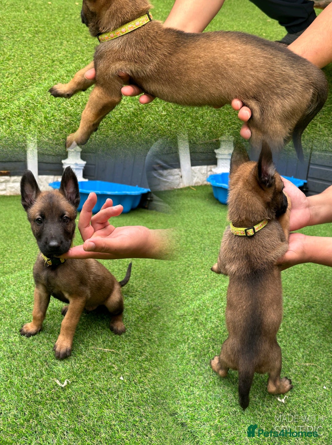 Belgian Shepherd Dog dogs for sale: Belgian malinois puppies from working dog lines  - Image 6