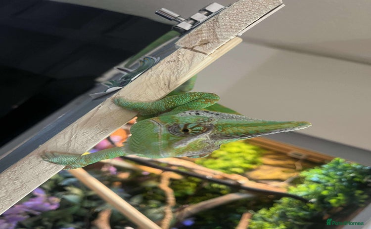 Chameleon reptiles - Advert 1