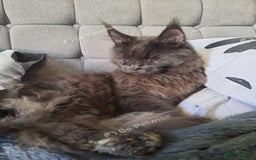 Maine Coon cats for sale: Maine Coon Kittens - Image 5