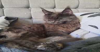 Maine Coon cats - Advert 11
