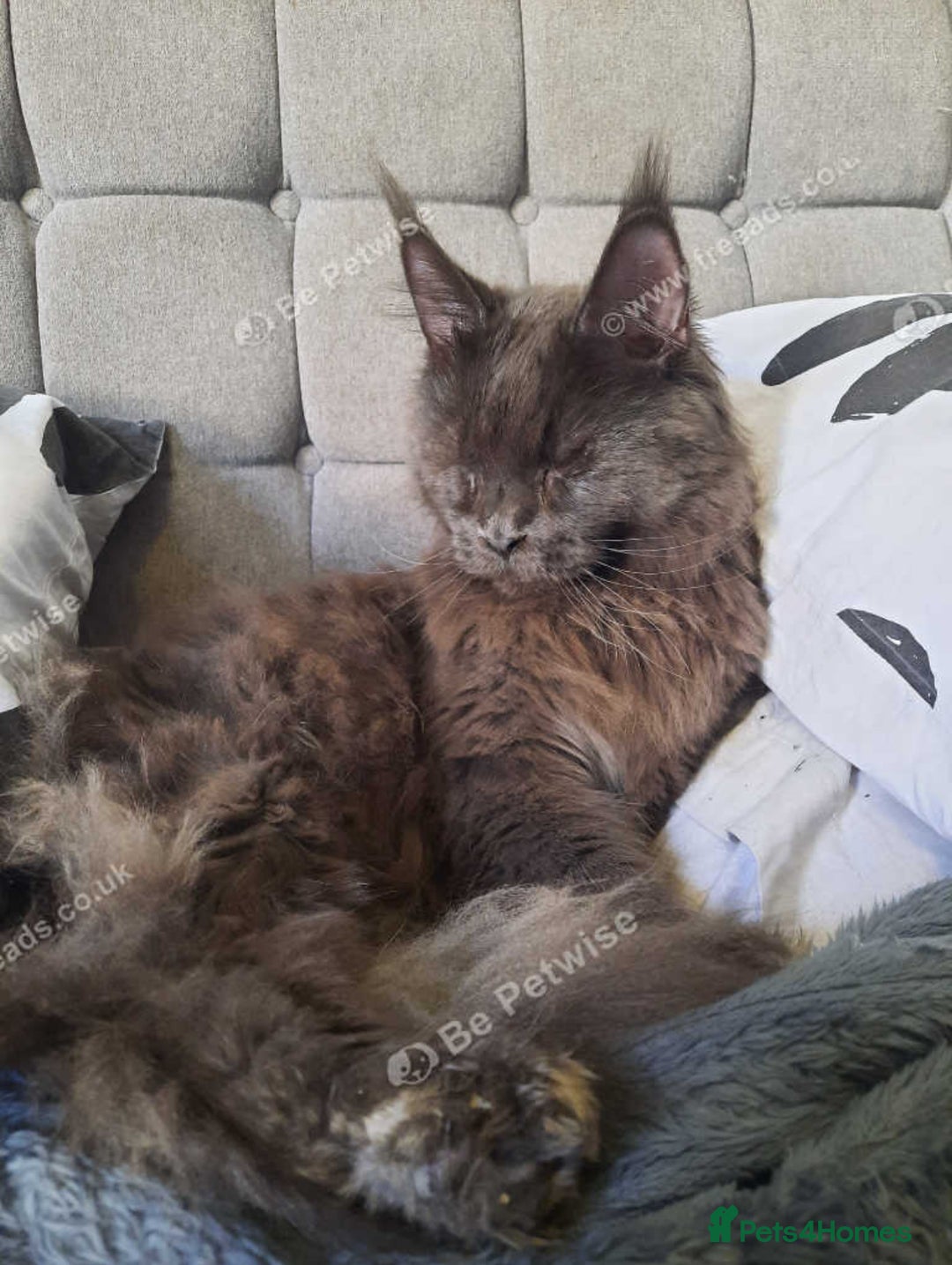Maine Coon cats for sale: Maine Coon Kittens - Image 5