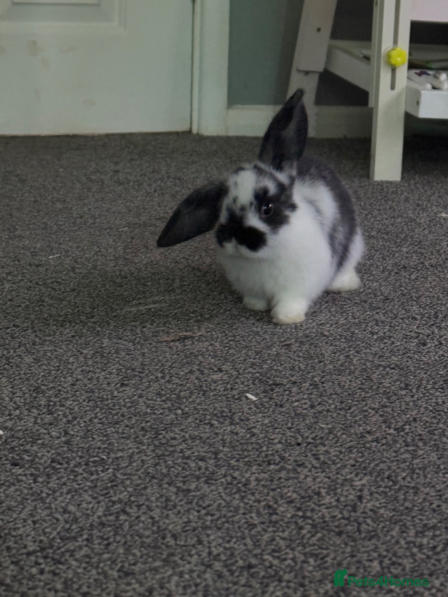 Mini Lop rabbits Mini lops (not sexed) - Advert 2