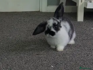 Mini Lop rabbits Mini lops (not sexed) - Advert 3