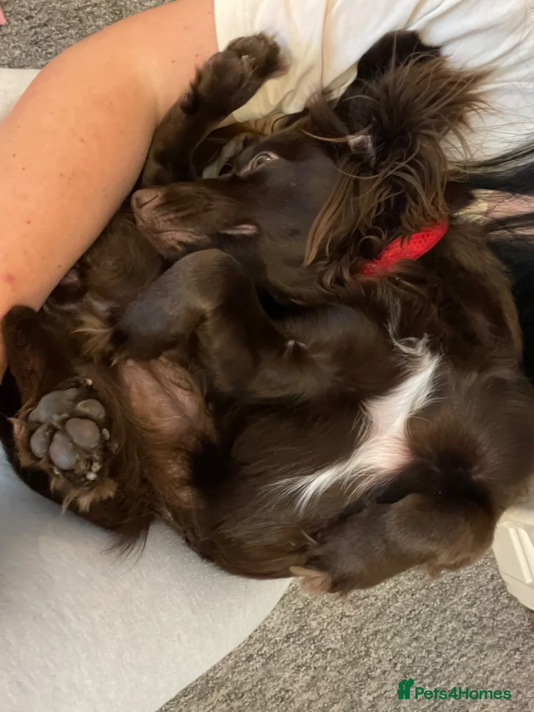 Cocker Spaniel dogs for sale: Luna (un neutered spaniel) - Advert 7