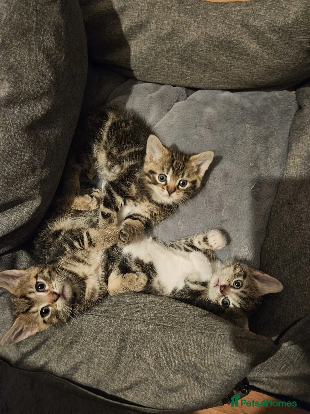 Mixed Breed cats for sale: three adorable tabby kittens - Advert 6