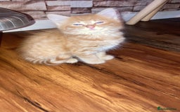 Mixed Breed cats for sale: Wonderful ginger Girl  - Image 5