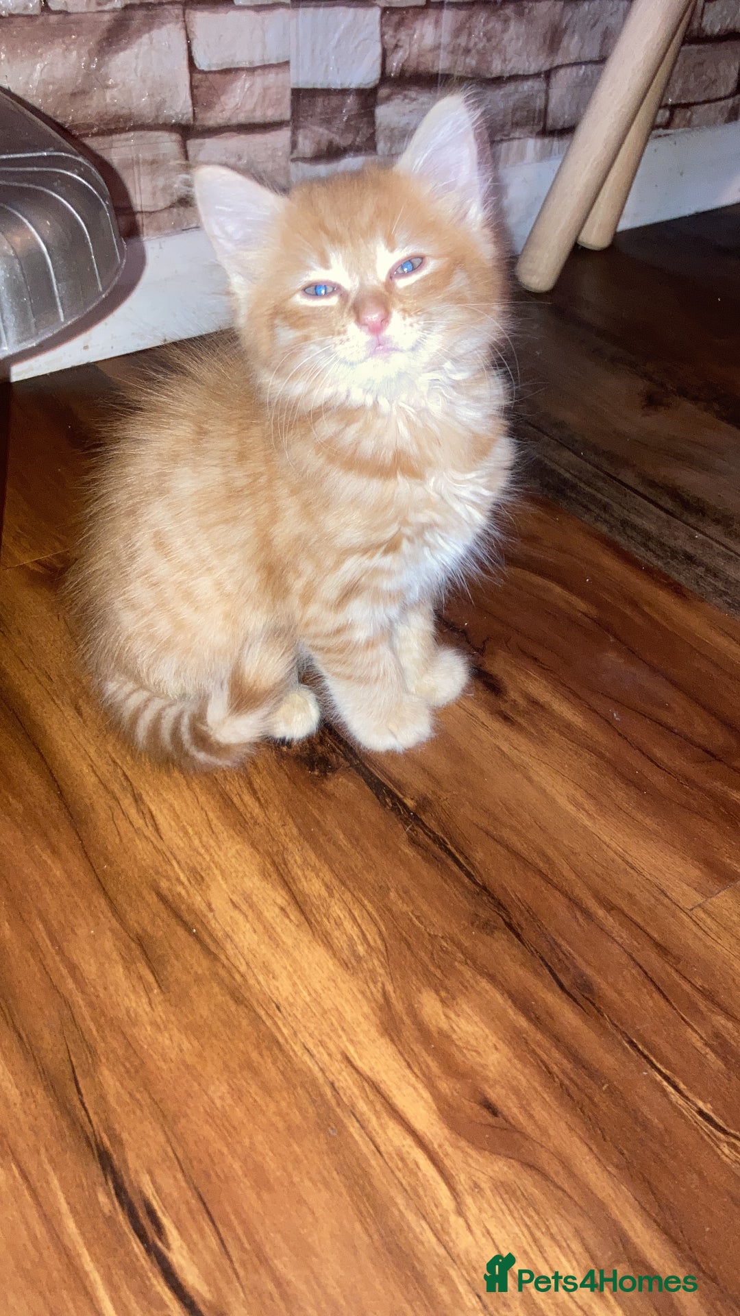Mixed Breed cats for sale: Wonderful ginger Girl  - Image 5