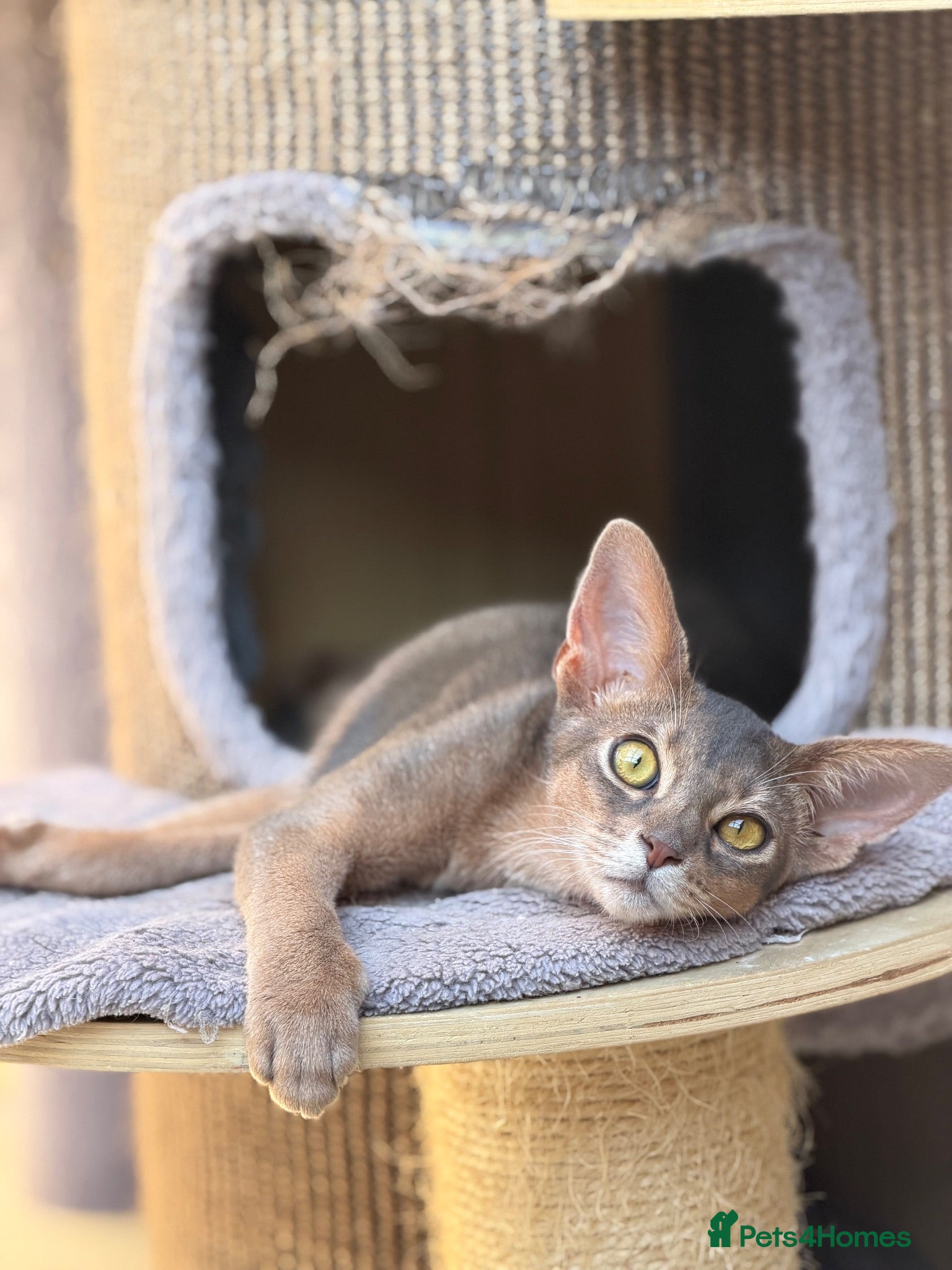 Abyssinian cats Last lovely boy😻 - Advert 3