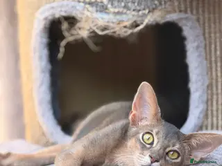 Abyssinian cats Last lovely boy😻 - Advert 3