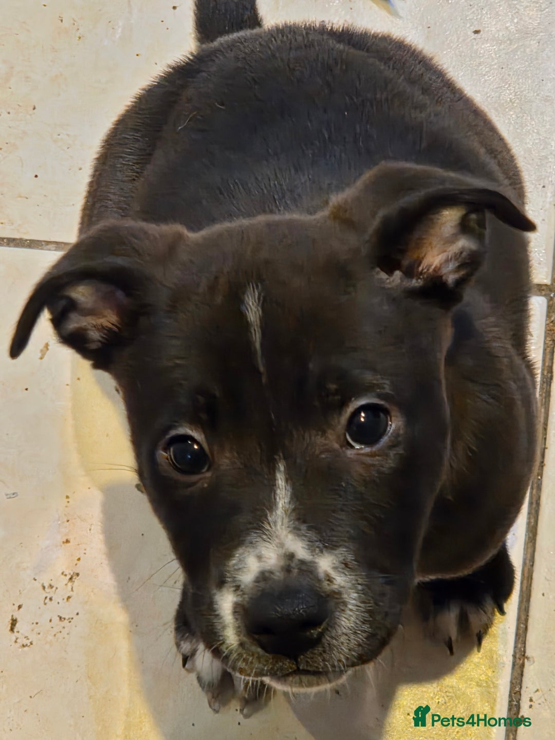 Mixed Breed dogs for sale: Chaffie Pups - Advert 10