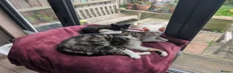Ragdoll cats for sale: Bonded pair of males - Advert 6