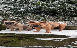 Mixed Breed dogs for sale: Re homing due to work change in circumstances.  - Image 1