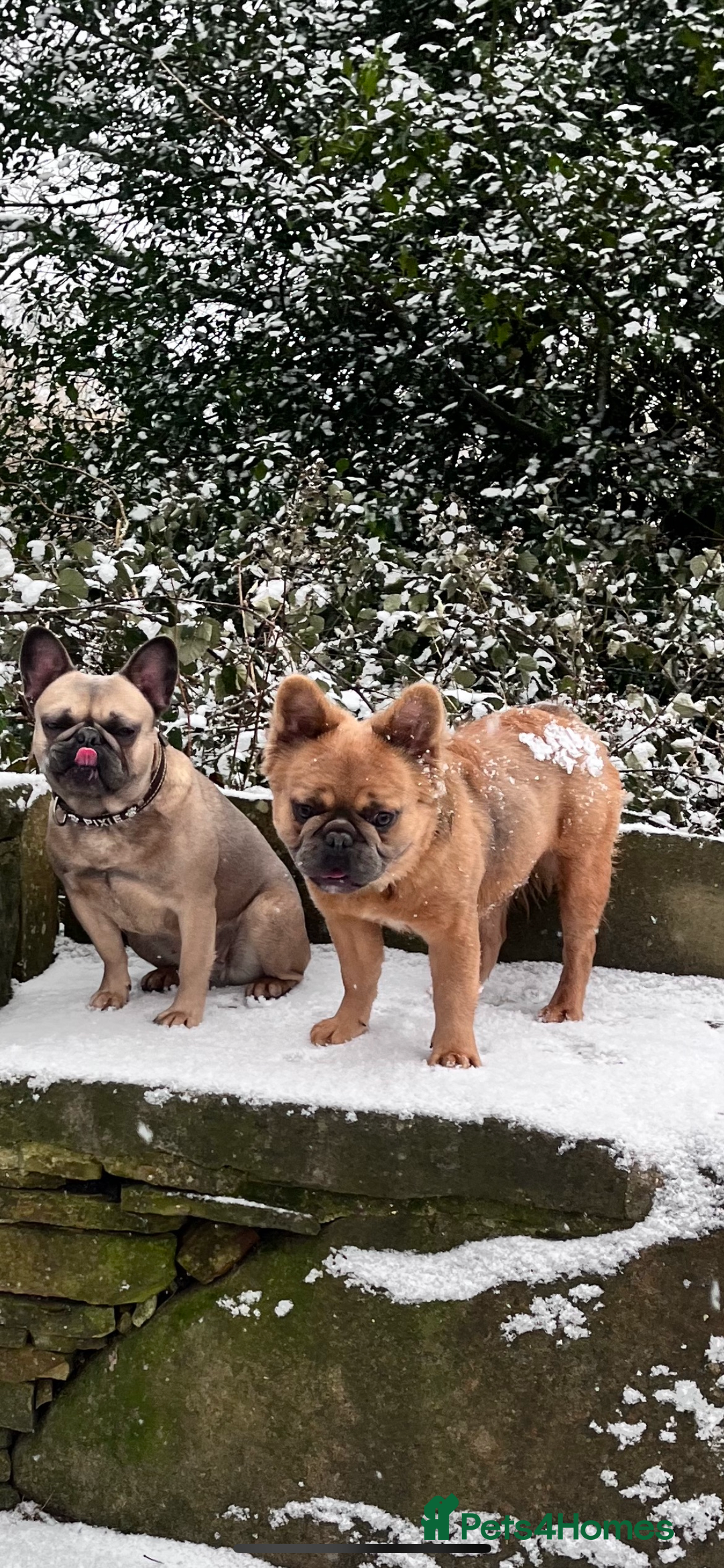 Mixed Breed dogs for sale: Re homing due to work change in circumstances.  - Image 1