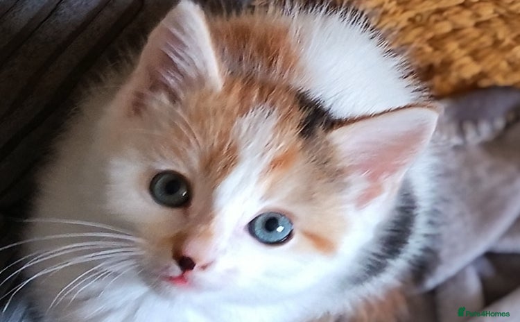 Mixed Breed cats - Advert 1
