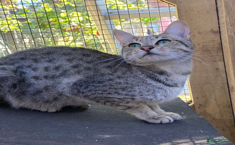 Savannah cats - Advert 2