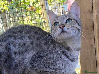 Savannah cats - Advert 4