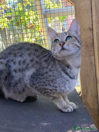 Savannah cats - Advert 2