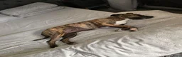 Mixed Breed dogs for sale: My beautiful staffy/boxer - Advert 4