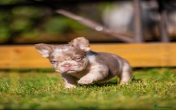 French Bulldog dogs for sale: Quality Visual Fluffy French Bulldog Pups!  - Image 6