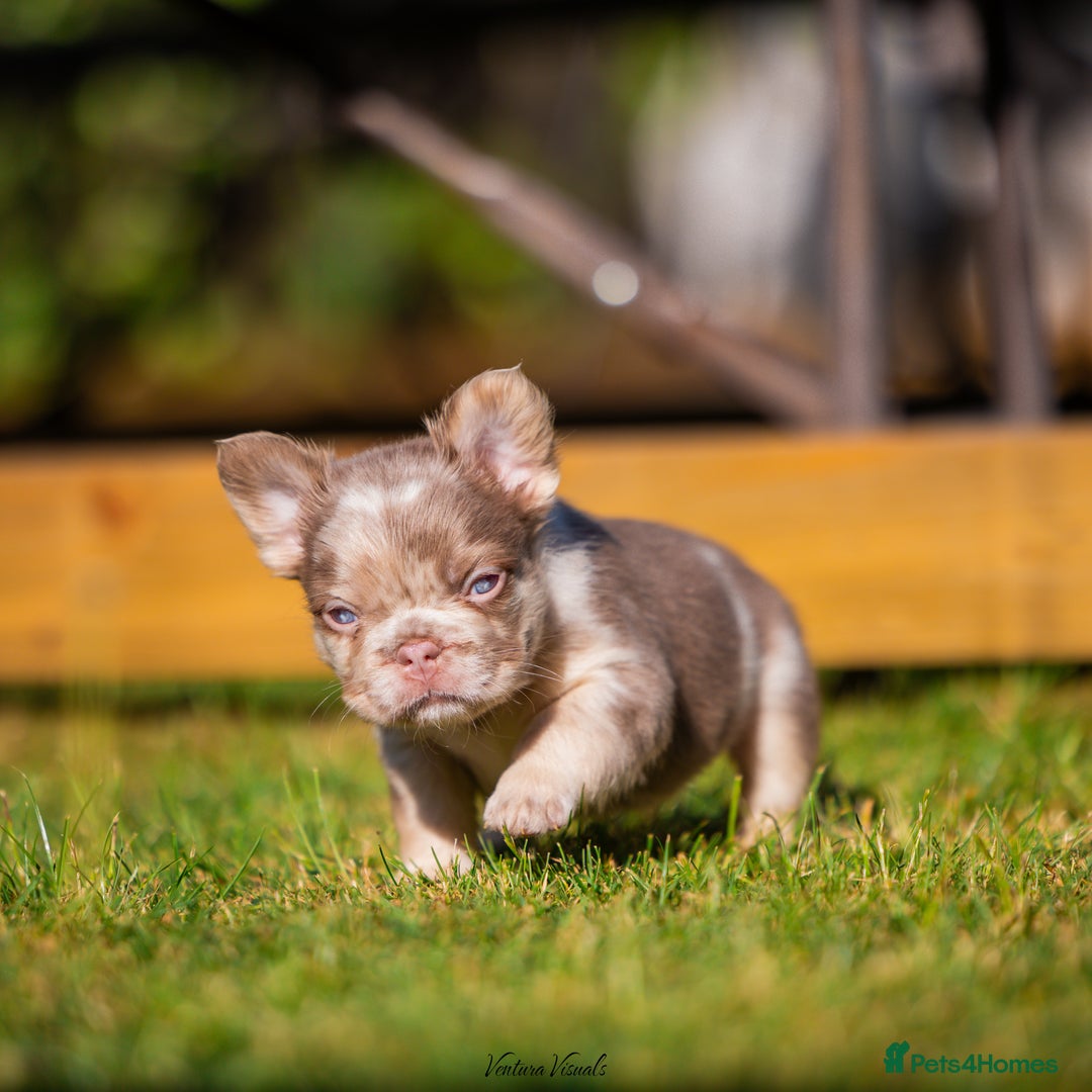 French Bulldog dogs for sale: Quality Visual Fluffy French Bulldog Pups!  - Image 6