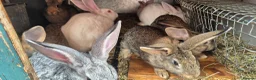 New Zealand rabbits for sale: Beautiful New Zealand bunny's  in Rotherham - Advert 11