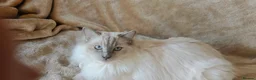 Ragdoll cats for sale: Beautiful GCCF Ragdoll girl - Advert 4