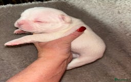 French Bulldog dogs for sale: Stunning french bulldogs  - Image 6