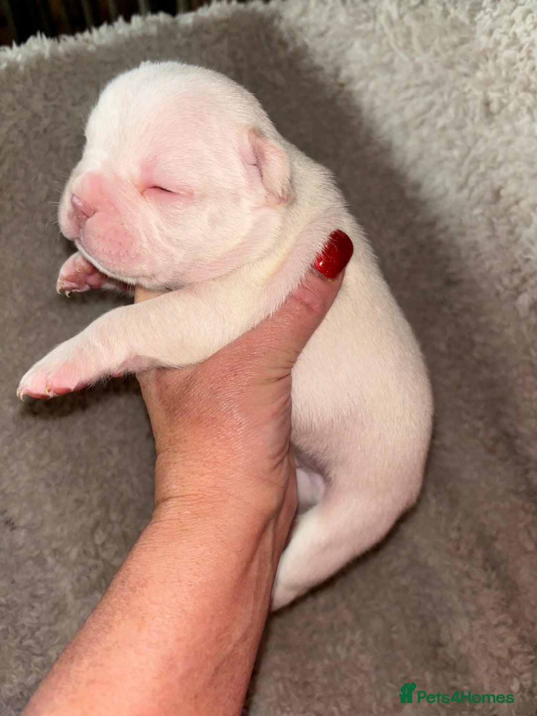 French Bulldog dogs for sale: Stunning french bulldogs  - Image 6