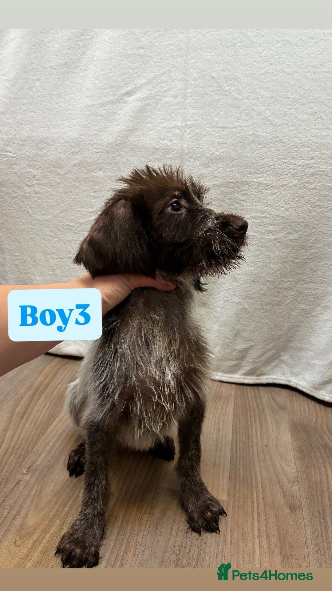 German Wirehaired Pointer dogs for sale: German wire hair pointers for sale - Advert 22