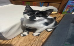 Mixed Breed cats for sale: 2 Gorgeous Bengal cross British Shorthair  - Image 10