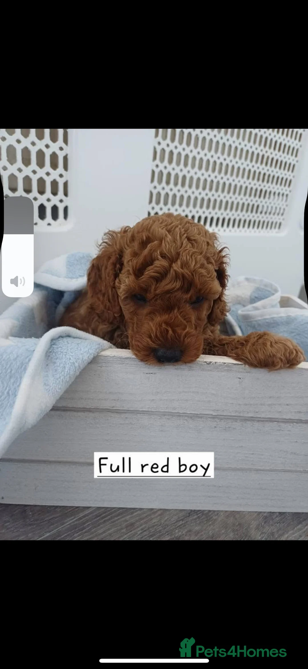 Miniature Poodle dogs for stud:  ⭐️KC PRINCE CHARMING BLUE BOY MINIATURE POODLE⭐️ - Advert 23