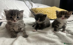 Mixed Breed cats for sale: Male grey playful affectionate kitten.  - Image 2