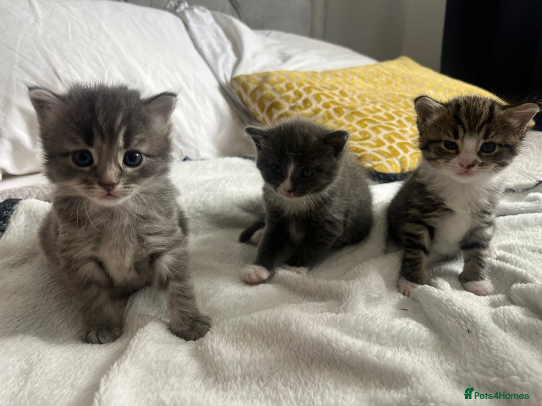 Mixed Breed cats for sale: Male grey playful affectionate kitten.  - Image 2