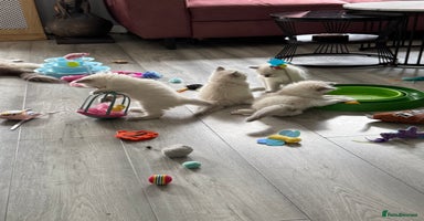 Ragdoll cats - Advert 13