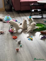 Ragdoll cats - Advert 5