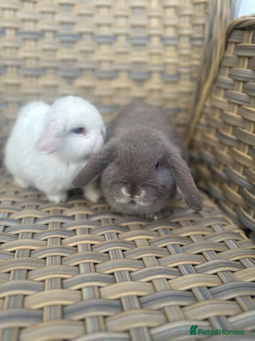 Mini Lop rabbits for sale: 2 Pretty female mini lop sisters. - Advert 5
