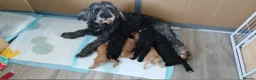 Cockapoo dogs for sale: 6 stunning cockerpoo 3 boys 3 girls  - Advert 27