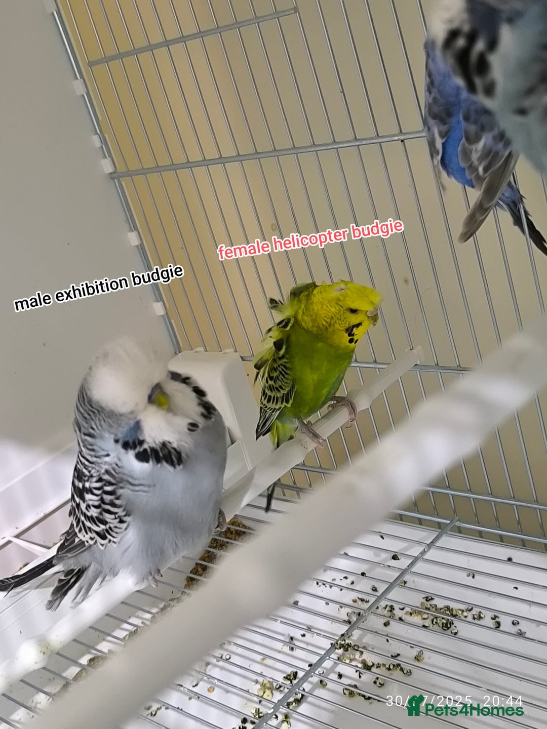 Budgerigars birds for sale: Budgies  and Cockatiel for sale  - Image 11